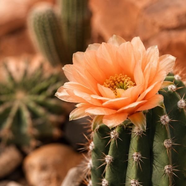 Desert botanicals